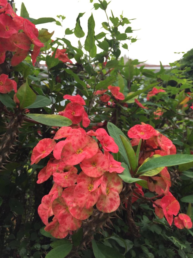 鼓浪屿自驾游全攻略,厦门鼓浪屿登岛全攻略