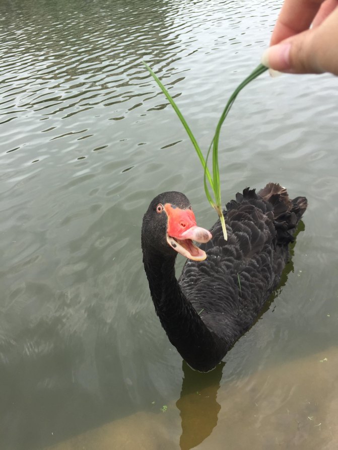 鼓浪屿自驾游全攻略,厦门鼓浪屿登岛全攻略