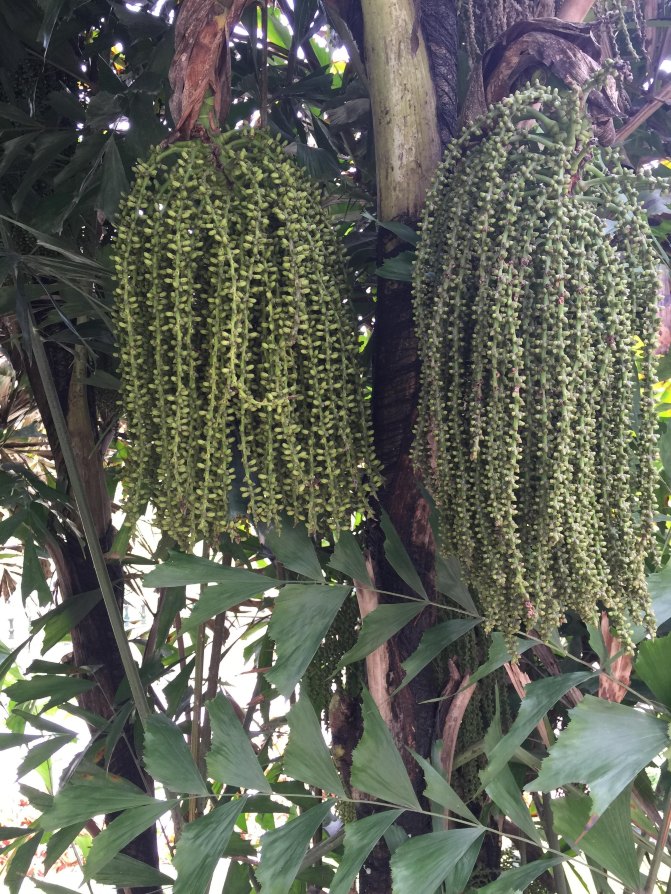 鼓浪屿自驾游全攻略,厦门鼓浪屿登岛全攻略