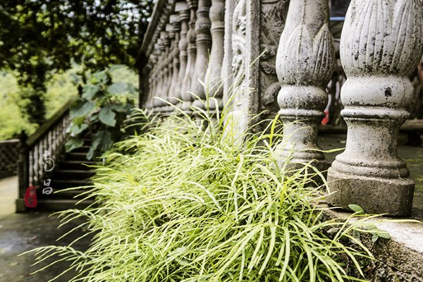 养在深闺里无人知,养在深闺无人识全文