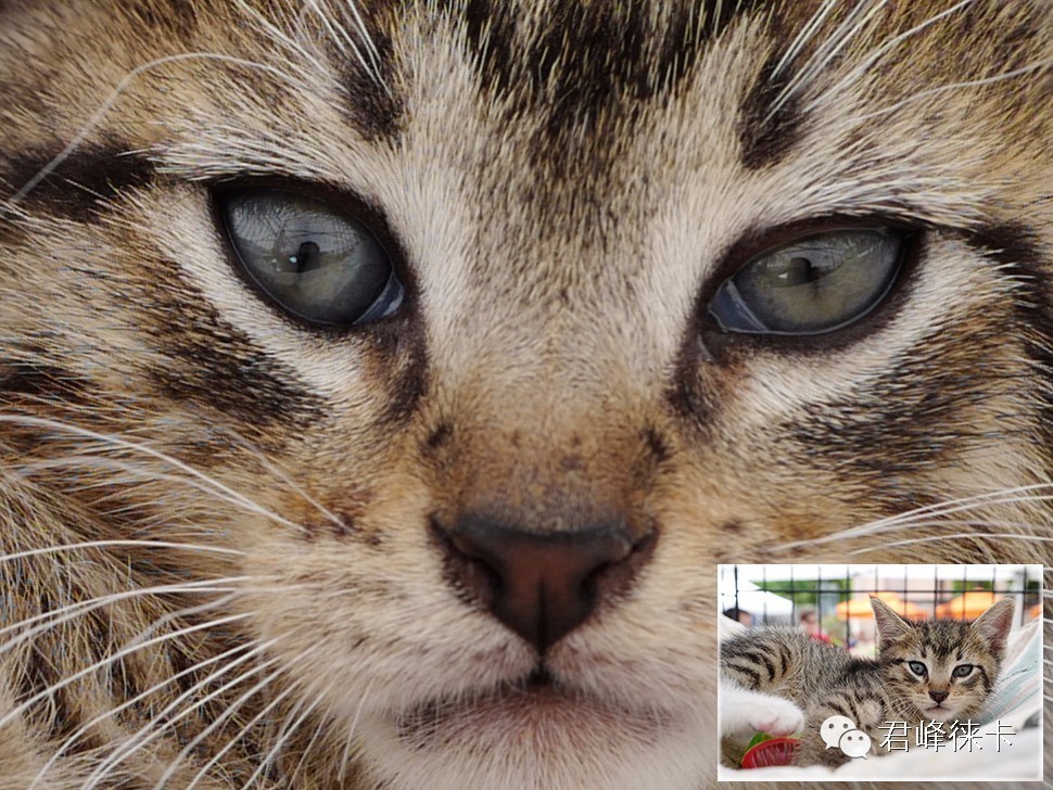 徕卡一万元街拍机,徕卡q一代为什么那么贵