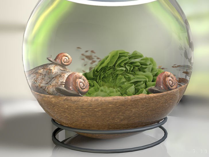 在家里怎么养蜗牛宠物,宠物蜗牛怎么养