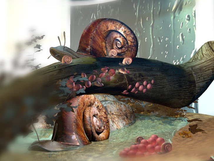 在家里怎么养蜗牛宠物,宠物蜗牛怎么养