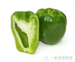 一农生态农庄“有机圆青椒”即将上架供应