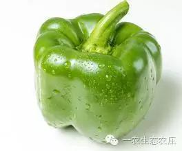 一农生态农庄“有机圆青椒”即将上架供应