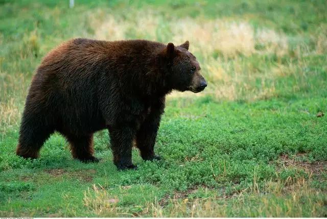 布偶猫好不好吃,大蓝猫好吃吗