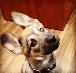 狗狗歪头杀萌态,盘点狗狗的歪头杀