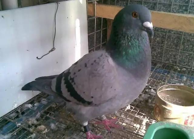 教大家快速准确鉴鸽的小方法,鉴鸽秘诀