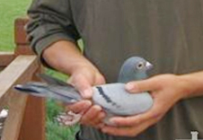 教大家快速准确鉴鸽的小方法,鉴鸽秘诀