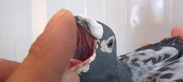 教大家快速准确鉴鸽的小方法,鉴鸽秘诀