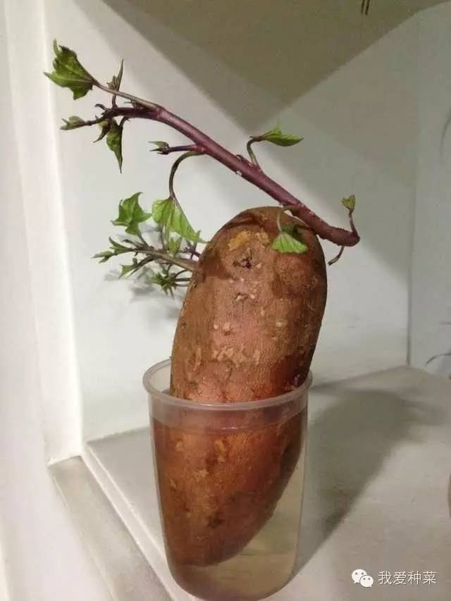 发芽的红薯千万不要丢掉,家里发芽的红薯怎么种