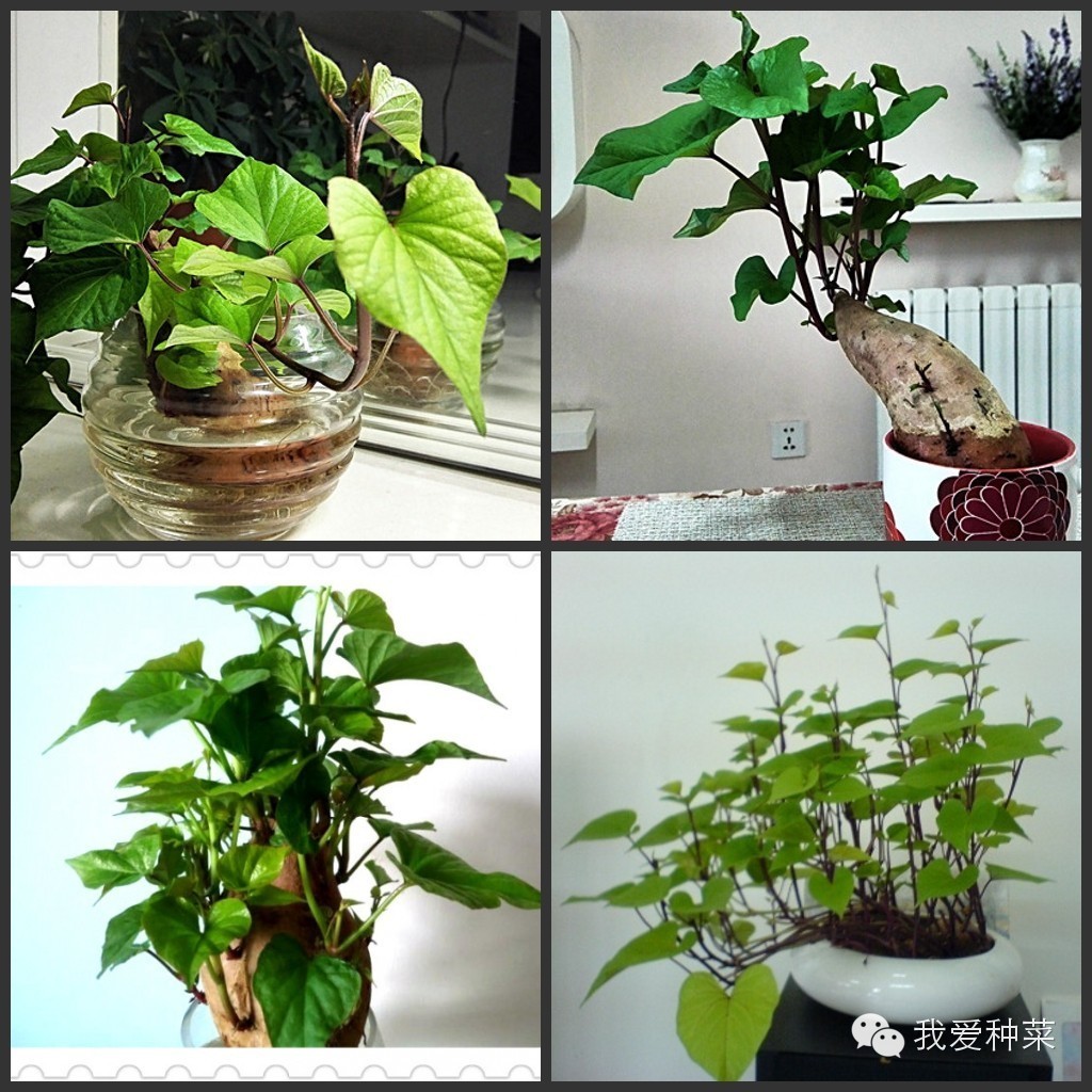 发芽的红薯千万不要丢掉,家里发芽的红薯怎么种