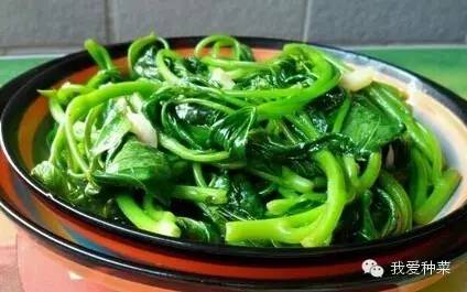 发芽的红薯千万不要丢掉,家里发芽的红薯怎么种