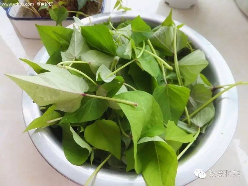 发芽的红薯千万不要丢掉,家里发芽的红薯怎么种