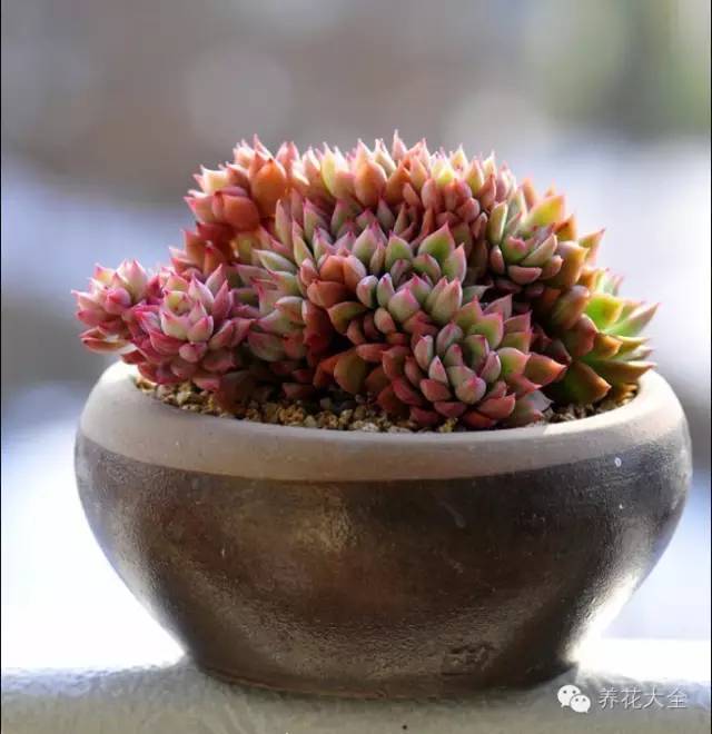 必看｜台湾是中国的，多肉是世界的！