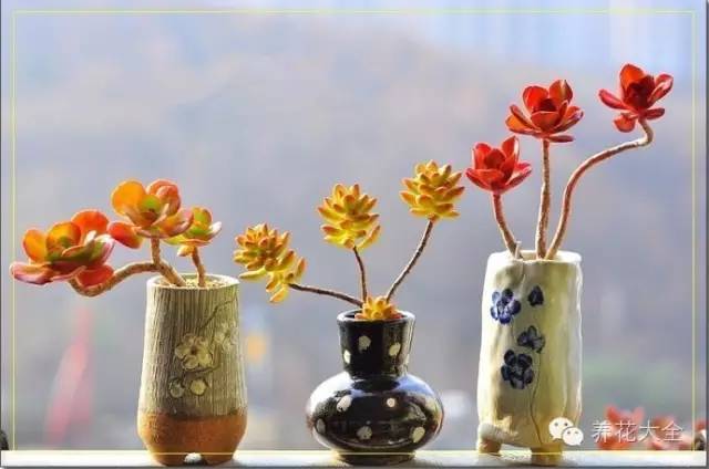 必看｜台湾是中国的，多肉是世界的！