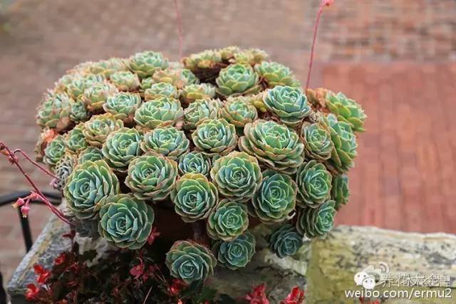 必看｜台湾是中国的，多肉是世界的！