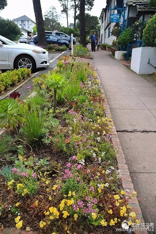 必看｜台湾是中国的，多肉是世界的！