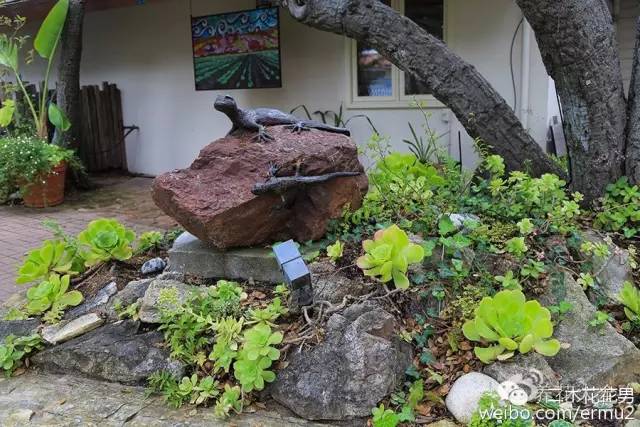 必看｜台湾是中国的，多肉是世界的！