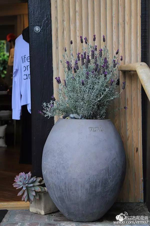 必看｜台湾是中国的，多肉是世界的！