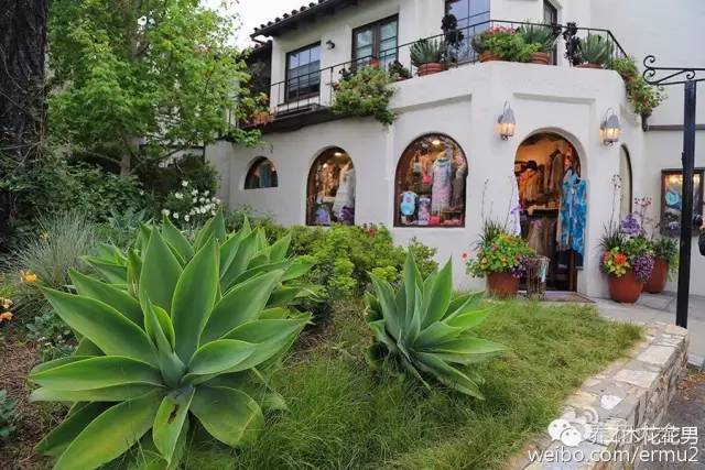 必看｜台湾是中国的，多肉是世界的！