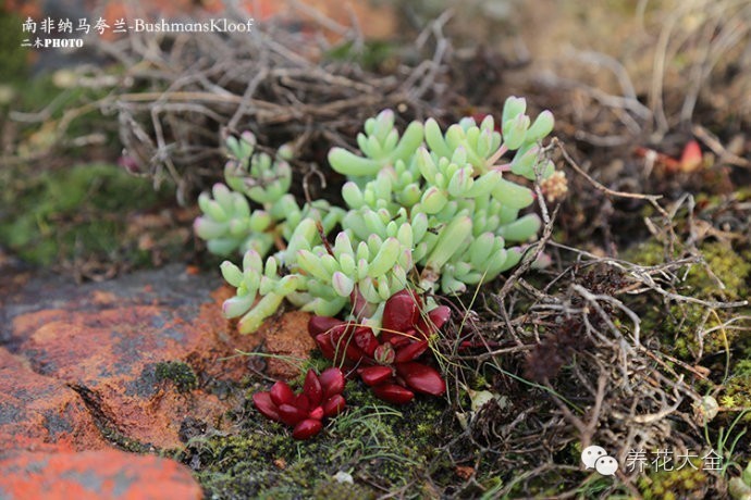 必看｜台湾是中国的，多肉是世界的！