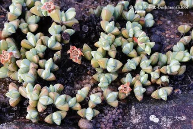 必看｜台湾是中国的，多肉是世界的！