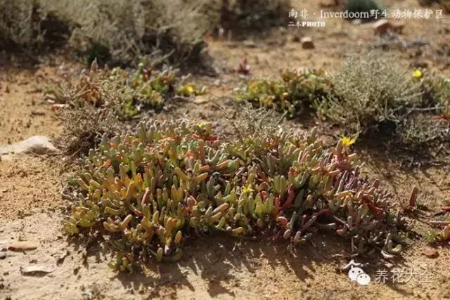 必看｜台湾是中国的，多肉是世界的！