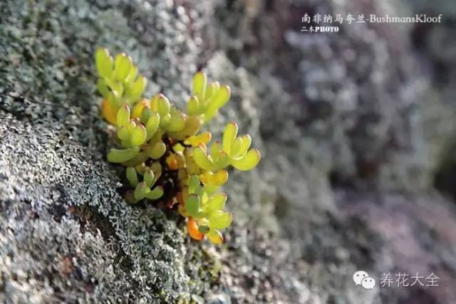 必看｜台湾是中国的，多肉是世界的！
