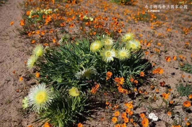 必看｜台湾是中国的，多肉是世界的！