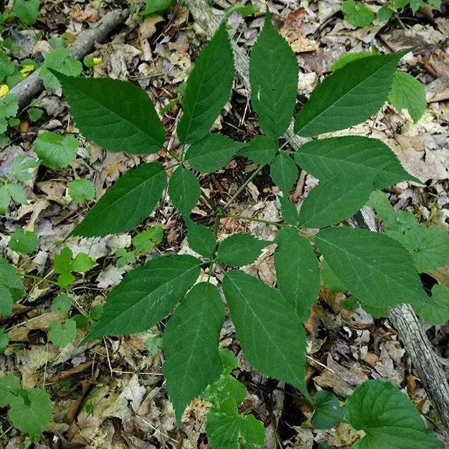 520示爱用一张安大略旅行购物清单博Ta欢心