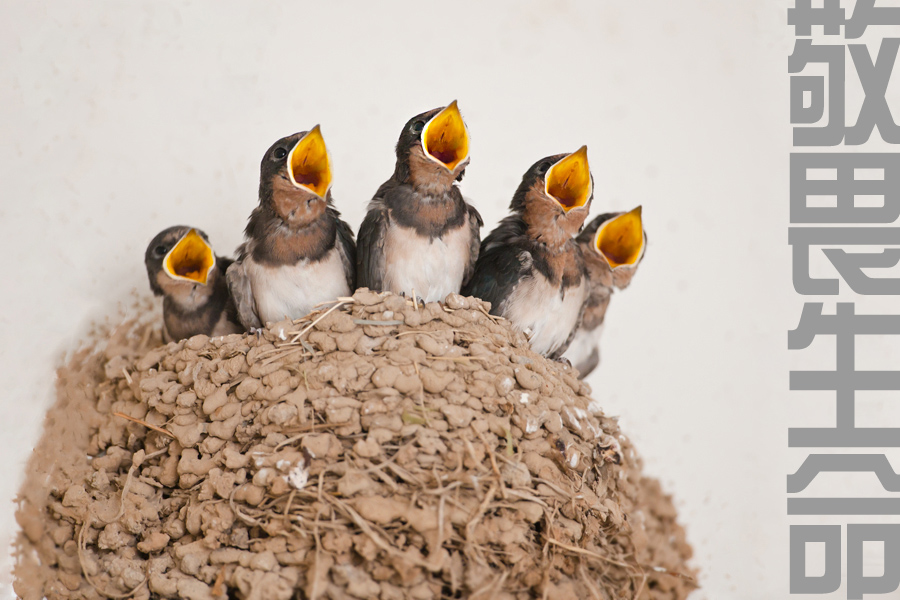 宣教士远涉非洲丛林,为土著人建一所医疗身心疾患的“挪亚方舟”