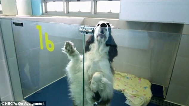 狗狗死了能立马埋吗,狗狗死完后奇迹般的复活了