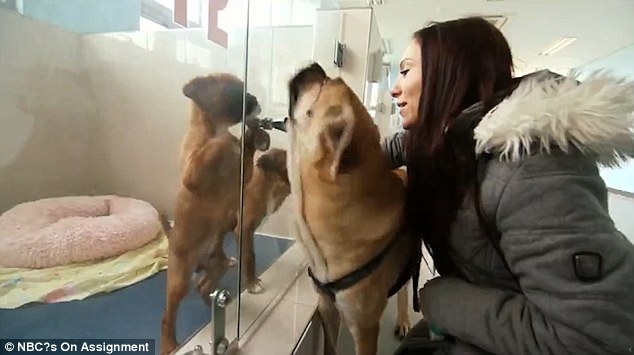 狗狗死了能立马埋吗,狗狗死完后奇迹般的复活了