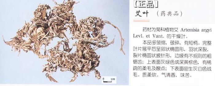 百草之王艾草的四大神奇美容功效,百草之王是治什么的