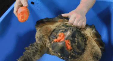 鳄龟咬合力到底有多强,鳄龟的咬合力世界上最大的