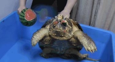 鳄龟咬合力到底有多强,鳄龟的咬合力世界上最大的