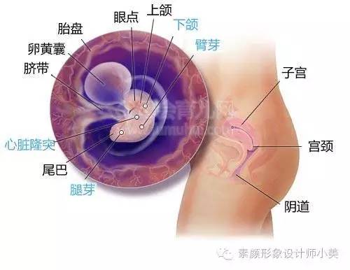 孕育小课堂,孕育课