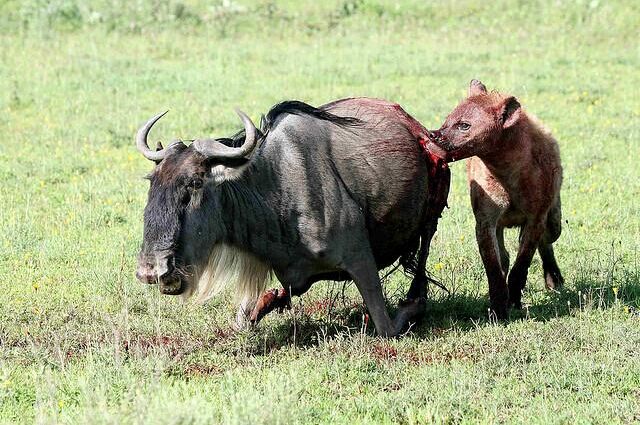 喜欢活吃动物胎儿，爱舔丁丁表示臣服，也是草原之王