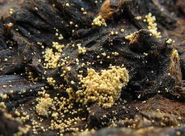 茶叶里“长虫”,你还能喝得下去吗?