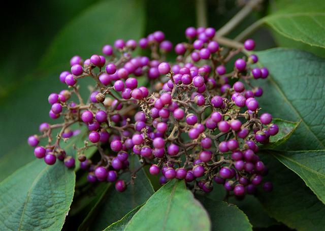 这种植物驱除蚊虫效果不亚于艾蒿,驱蚊虫草哪种最好