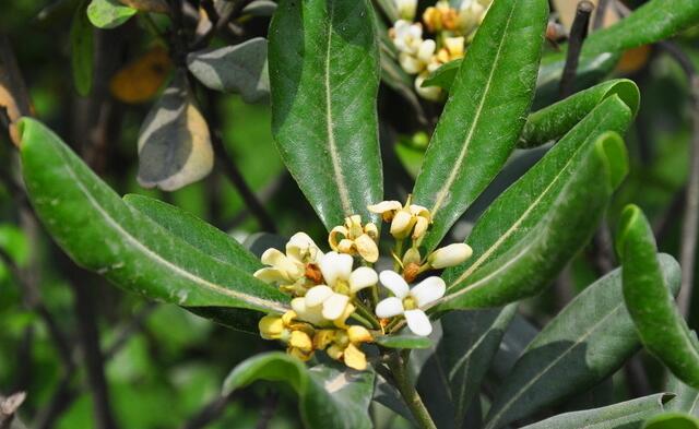 这种植物驱除蚊虫效果不亚于艾蒿,驱蚊虫草哪种最好
