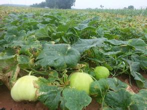 甜瓜到底是毒瓜吗,甜瓜又叫香瓜吗