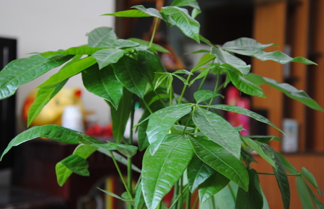 发财树的养殖方法与注意事项,发财树养殖方法和注意事项有哪些