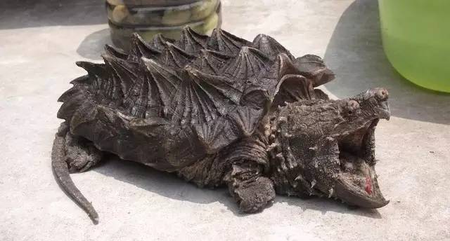 鳄龟咬合力到底有多强,鳄龟的咬合力世界上最大的