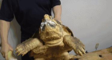 鳄龟咬合力到底有多强,鳄龟的咬合力世界上最大的