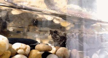 鳄龟咬合力到底有多强,鳄龟的咬合力世界上最大的