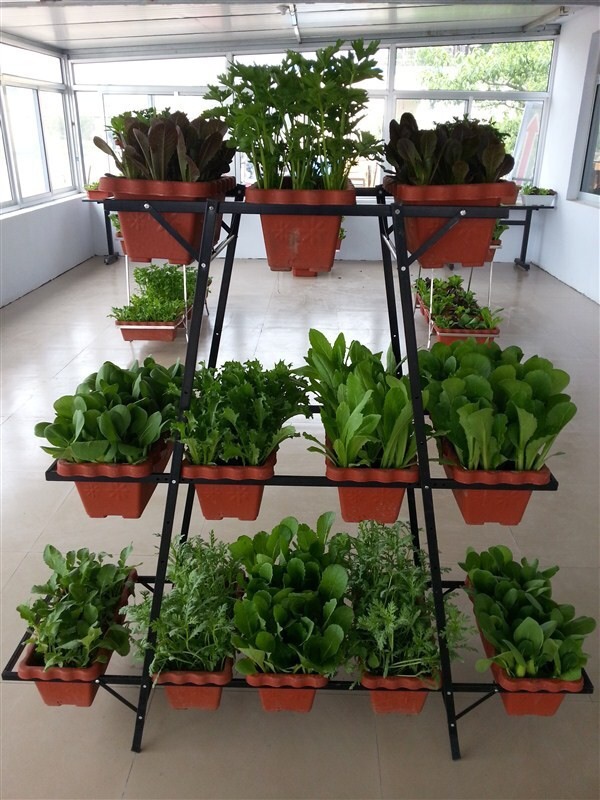 阳台茼蒿的种植方法和时间,阳台盆栽大叶茼蒿的种植方法