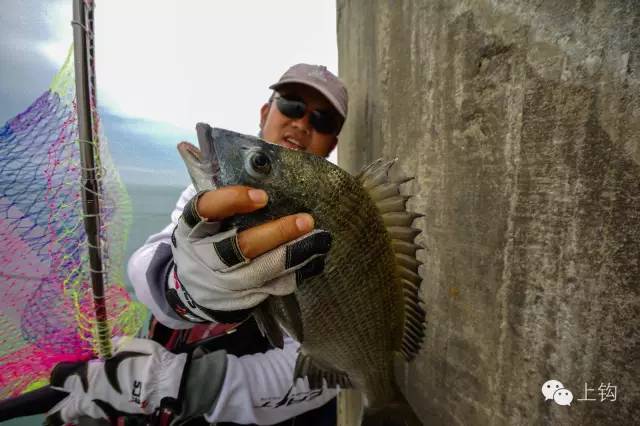 你离海钓只有一篇文章的距离