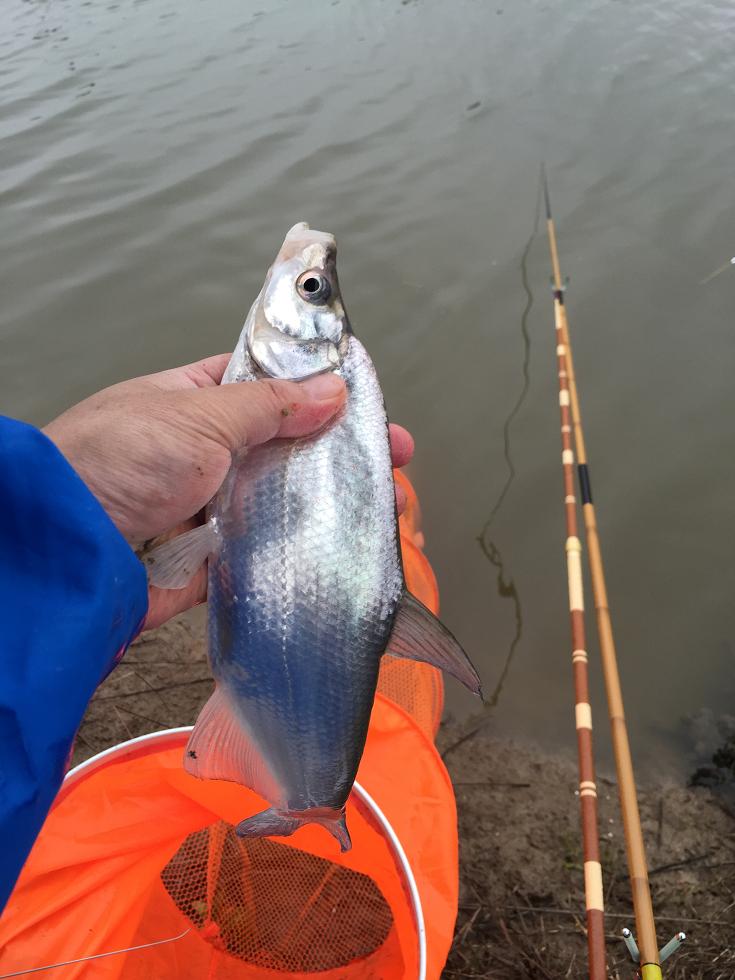 野钓风浪大钓鳊鱼,仲春如何野钓鳊鱼